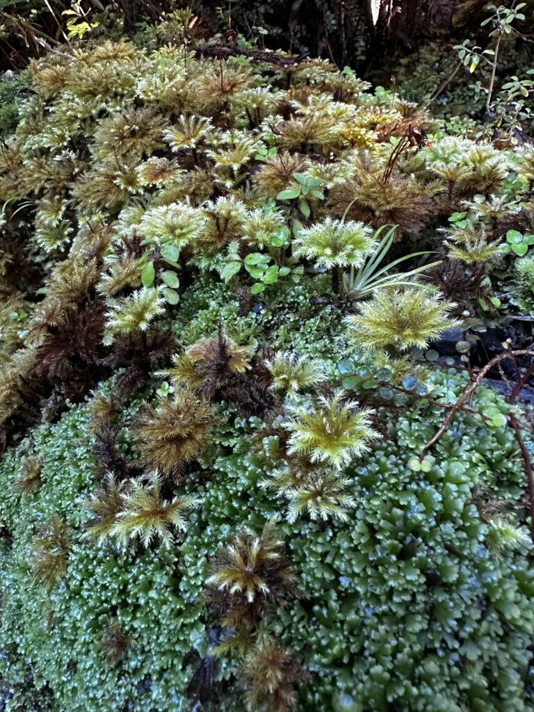 We Are Nature- Even if the Economics Says Otherwise